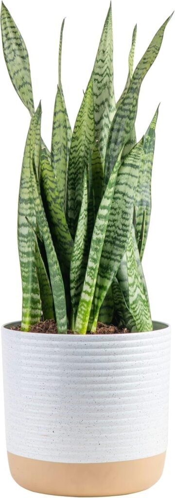 Costa Farms Snake Plant