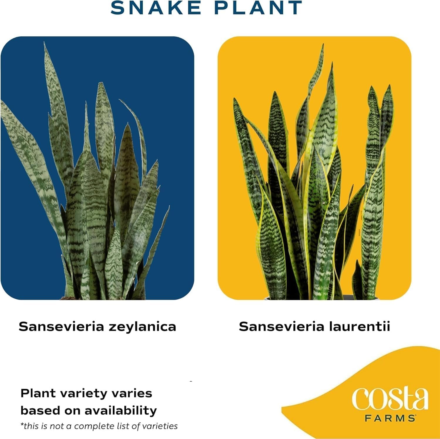 Costa Farms Snake Plant
