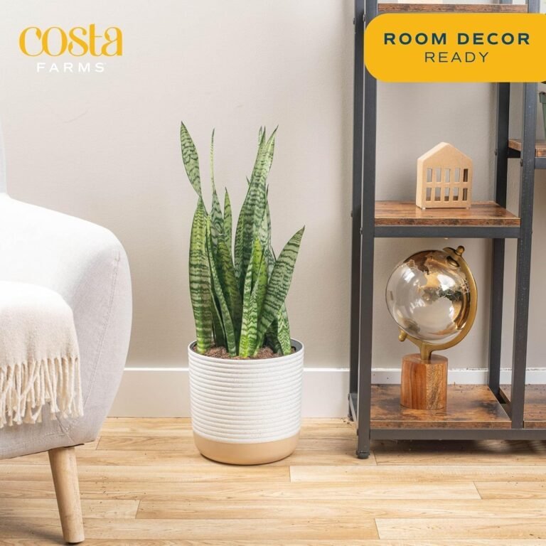 Costa Farms Snake Plant: 3 Essential Reasons It’s a Proven Indoor Choice 2 Costa Farms Snake Plant