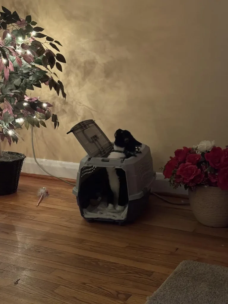 Amazon Basics Pet Carrier